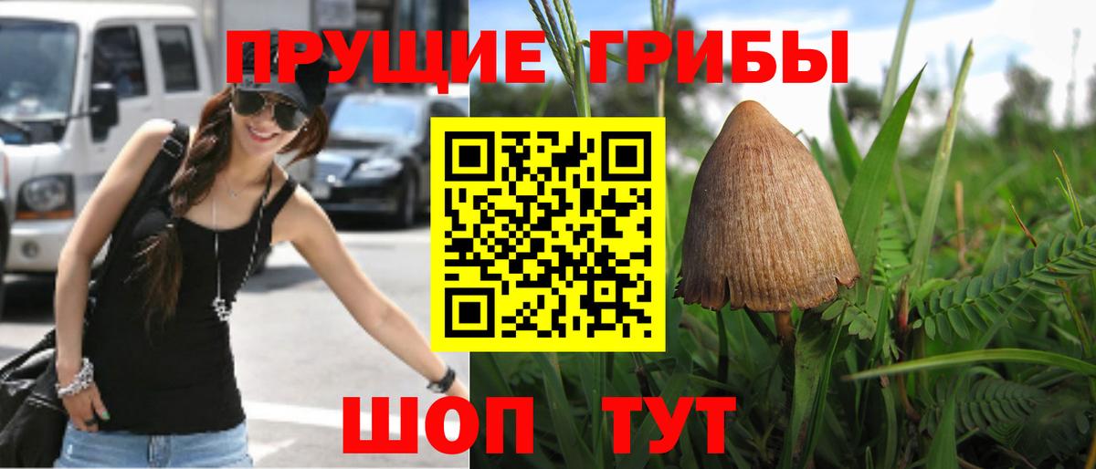 Псилоцибиновые грибы Cubensis Кореновск